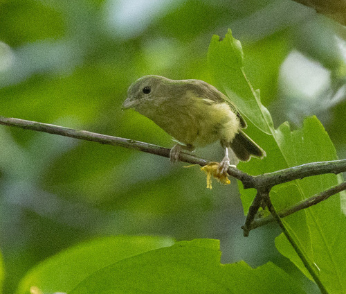Blue Mountain Vireo (Vireo osburni), photo 5