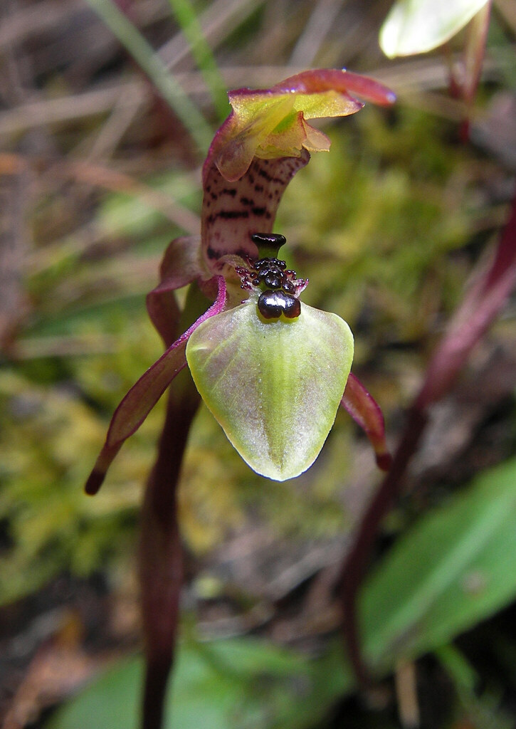 Chiloglottis palachila