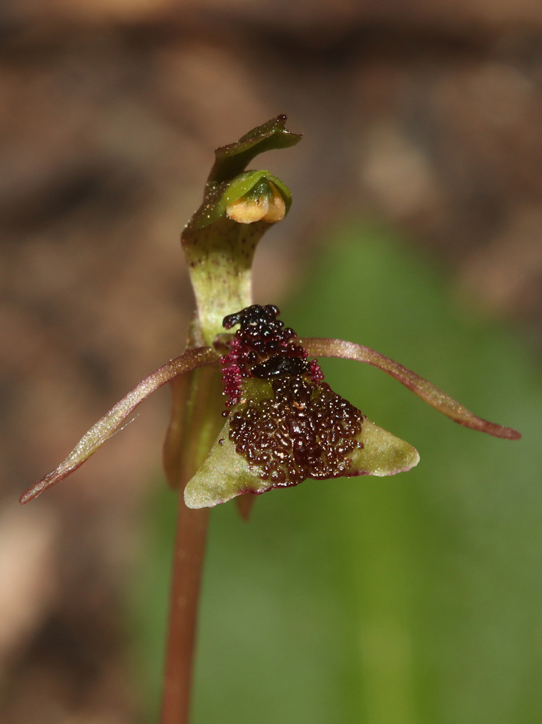 Chiloglottis platyptera