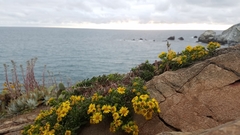 Deinandra clementina