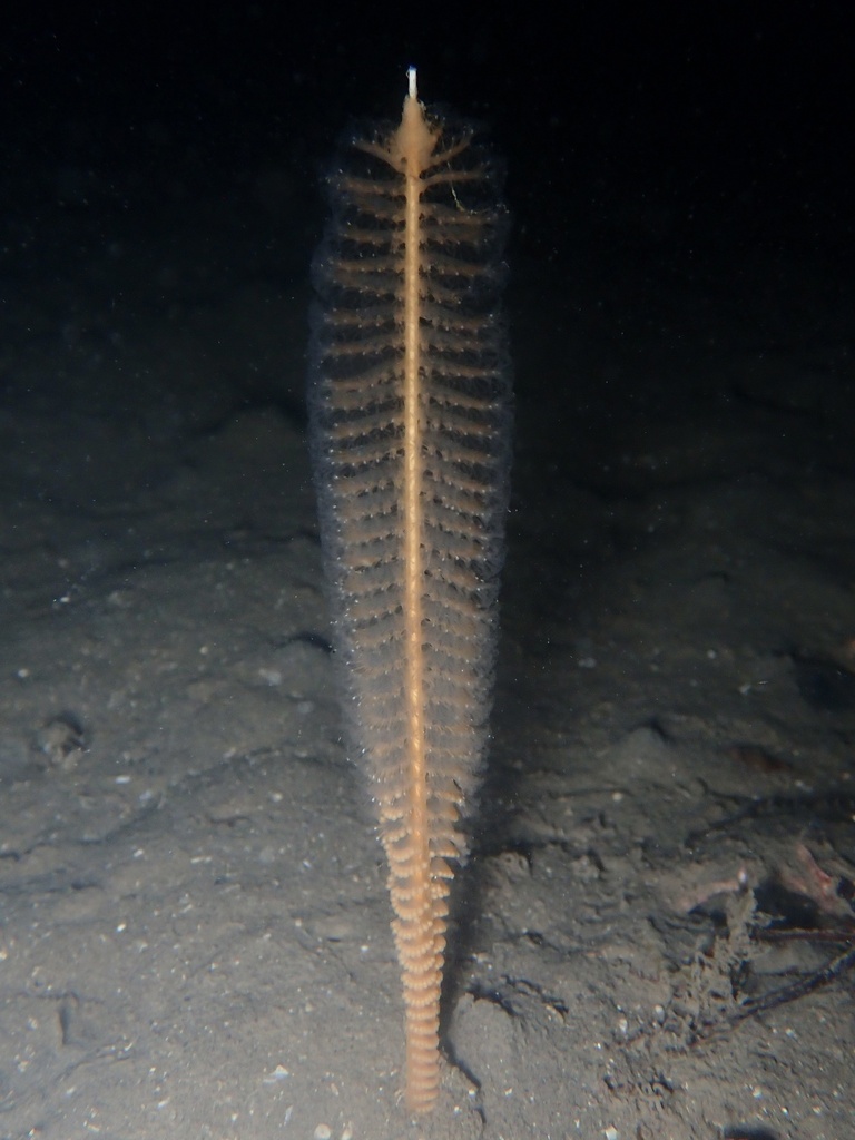 Slender Sea Pen