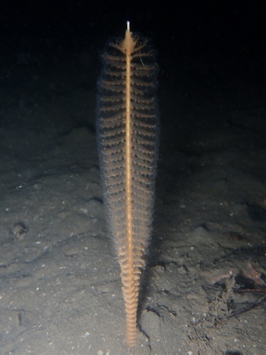 Slender Sea Pen