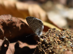 Leptotes cassius cassidula