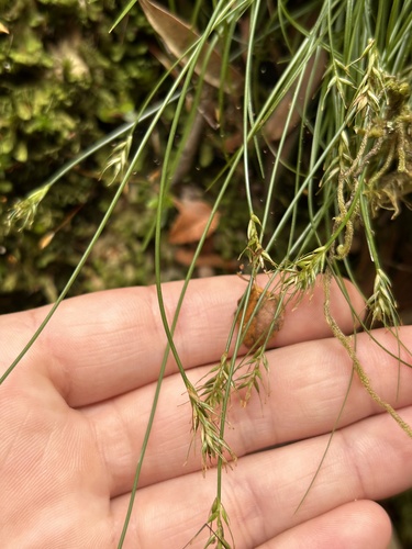 Carex austrotenella observed 2024-02-18