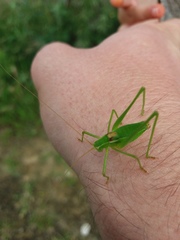 Odontura glabricauda