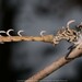 Ophiocordyceps odonatae - Photo (c) 양일주, some rights reserved (CC BY-NC), uploaded by 양일주