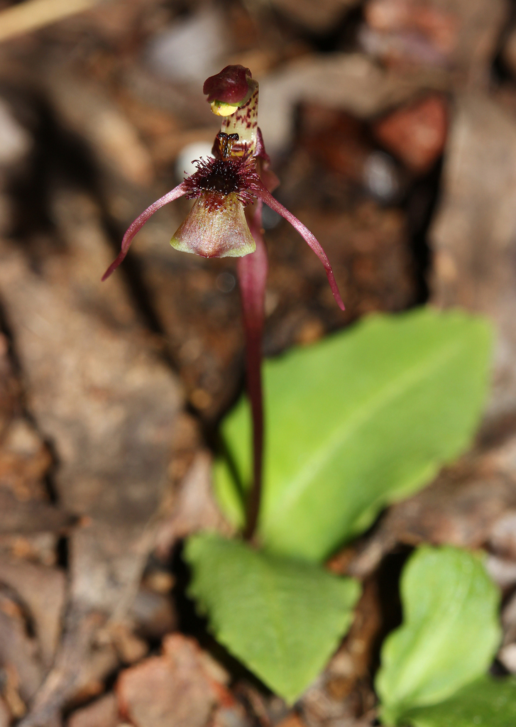 Chiloglottis sphyrnoides