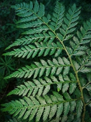 Polystichum pungens