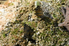 Anthanassa atronia