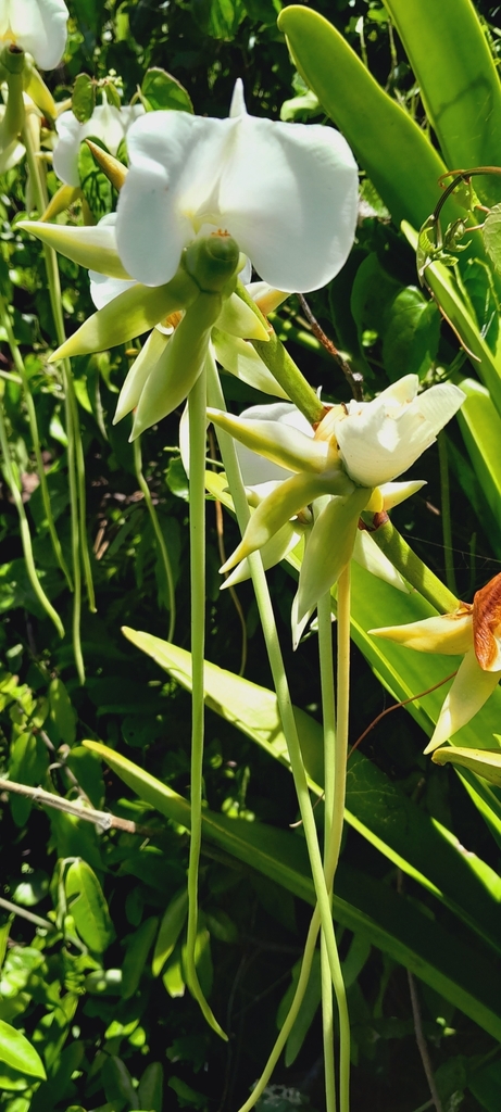 Angraecum longicalcar