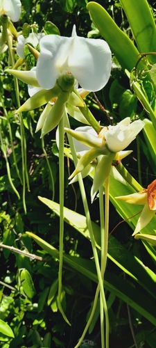 Angraecum longicalcar