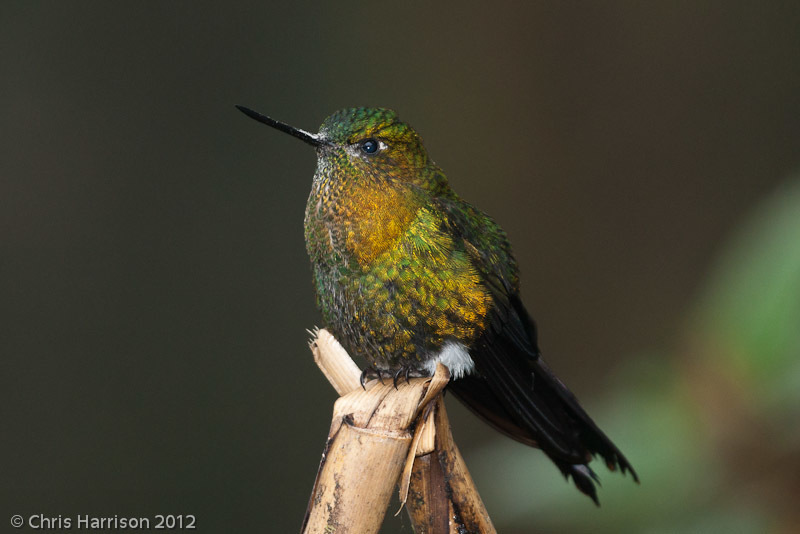 Golden-breasted Puffleg (Eriocnemis mosquera) photo