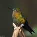 Golden-breasted Puffleg - Photo (c) Chris Harrison, some rights reserved (CC BY-NC), uploaded by Chris Harrison