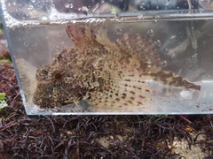 Taurulus bubalis