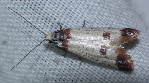 Acroplectis haemanthes