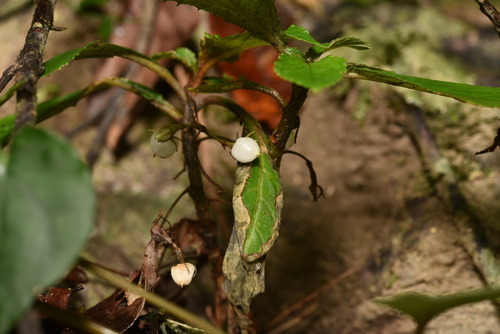 Image of Rhynchotechum discolor by (c) Yung-Lun Lin, some rights reserved (CC BY)