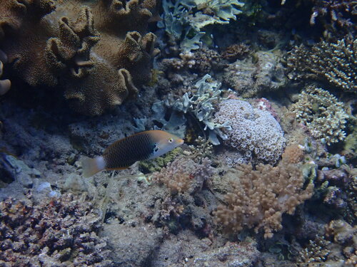 Axilspot wrasse (Halichoeres podostigma) — Labridae — 5