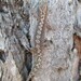 Queensland Zigzag Gecko - Photo (c) Matthew Connors, some rights reserved (CC BY-NC), uploaded by Matthew Connors