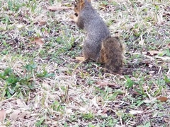 Sciurus niger