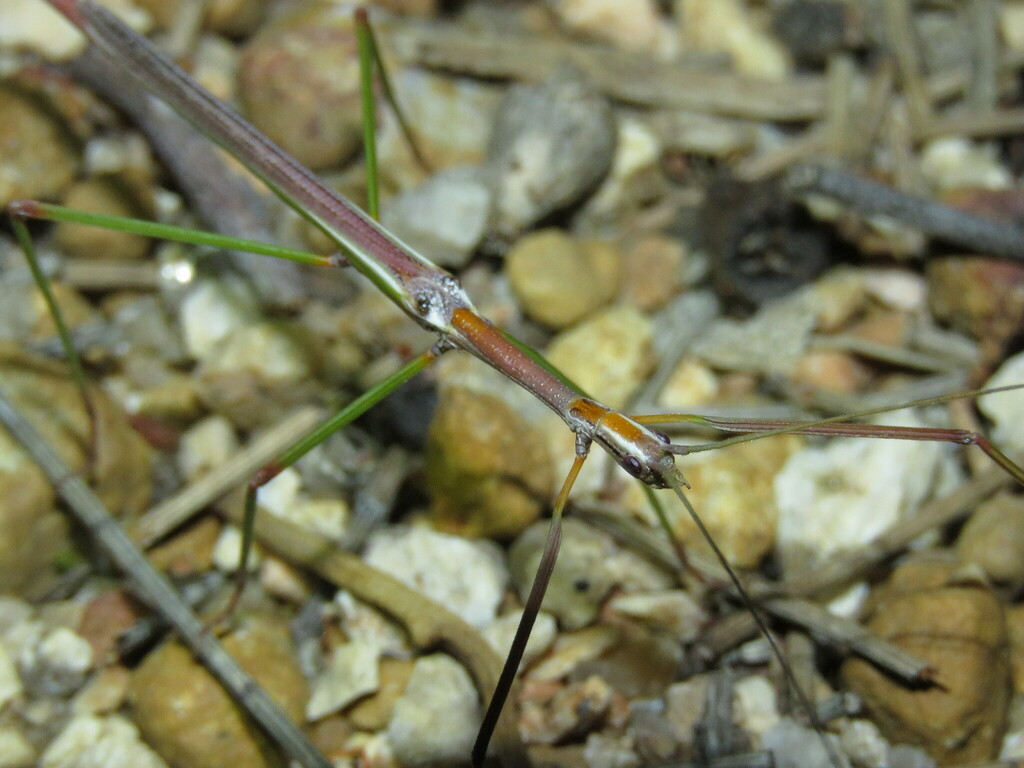 Sipyloidea similis