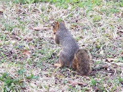 Sciurus niger