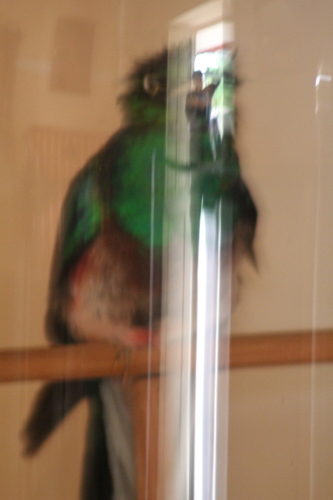 Trogoniformes