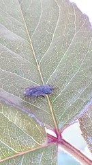 Megalonotus sabulicola