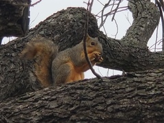 Sciurus niger