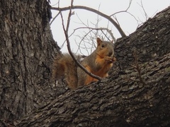 Sciurus niger