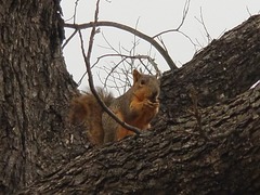 Sciurus niger