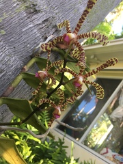 Orchidaceae