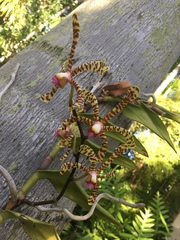Orchidaceae