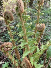 Dryopteris affinis