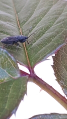 Megalonotus sabulicola