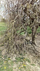 Tracheophyta