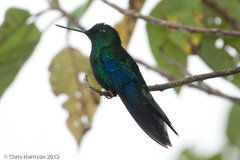 Pterophanes cyanopterus