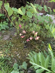 Epimedium