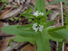 Valerianella chenopodifolia