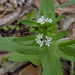 Valerianella chenopodifolia - Photo (c) Tomás Curtis, algunos derechos reservados (CC BY-NC), subido por Tomás Curtis