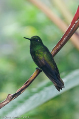 Pterophanes cyanopterus