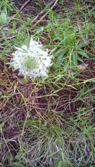 Marshallia caespitosa