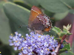 Callophrys muiri
