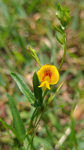 Zornia dyctiocarpa DC.