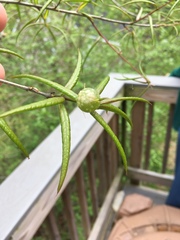 Dryocosmus quercuspalustris