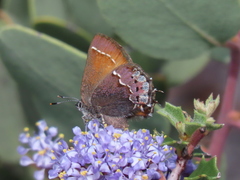 Callophrys muiri