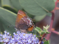 Callophrys muiri