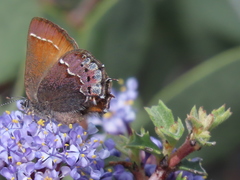 Callophrys muiri
