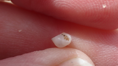 Ringicula auriculata observed 2024-02-24