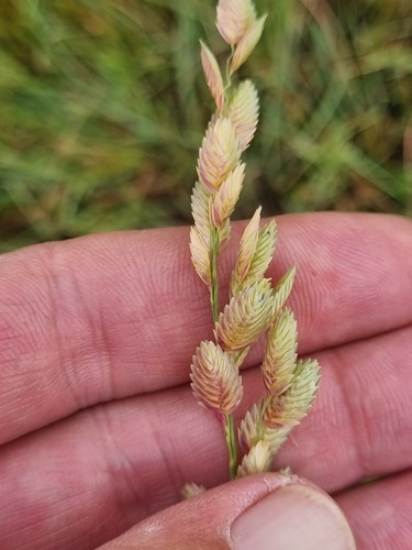 Wilman lovegrass