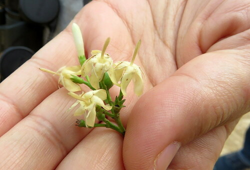 Tarenna kotoensis iNat (1)